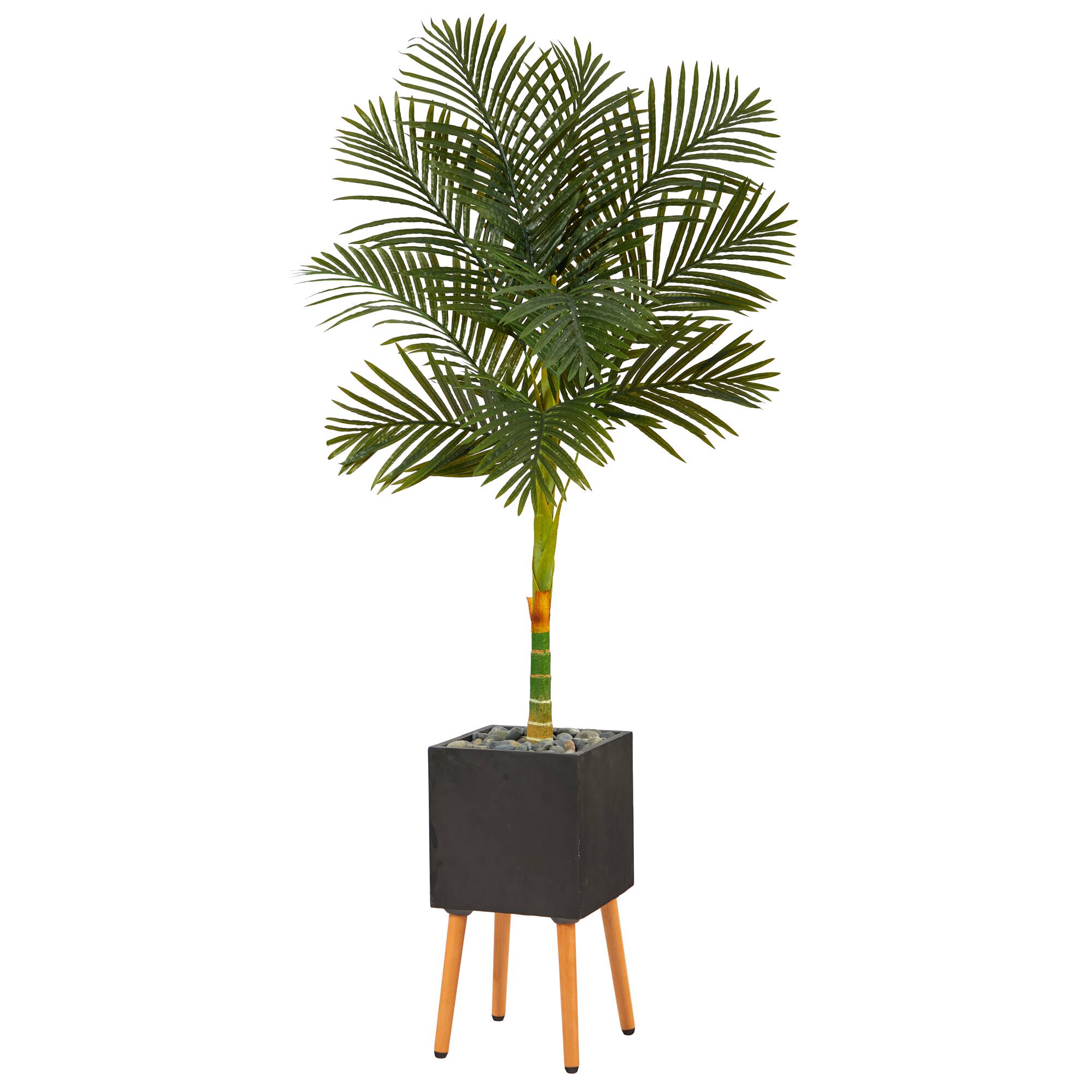 6ft. Golden Cane Palm Tree in Black Planter with Stand